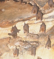 Hipposideros caffer