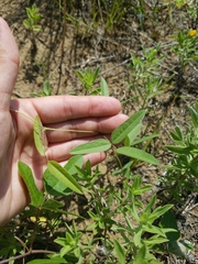 Strophostyles leiosperma