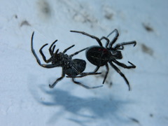 Parawixia bistriata