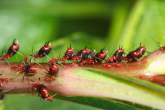 Uroleucon formosanum