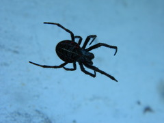 Parawixia bistriata