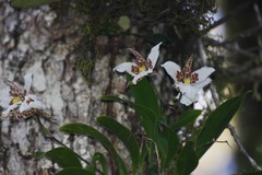 Rhynchostele rossii