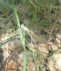 Argia sedula