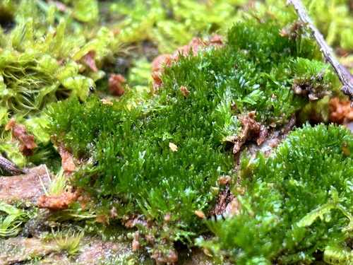 Image of Riccardia palmata by (c) MichellePrice_CJBG, some rights reserved (CC BY)