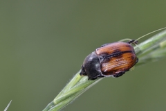 Anisoplia