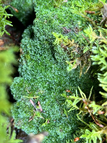 Image of Riccardia palmata by (c) MichellePrice_CJBG, some rights reserved (CC BY)