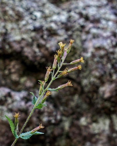 Image of Betonyleaf Brickellbush (Brickellia betonicifolia) by (c) Andrew Tree, some rights reserved (CC BY)