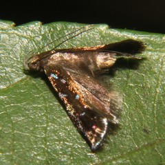 Strobisia iridipennella