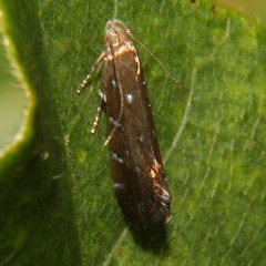 Strobisia iridipennella
