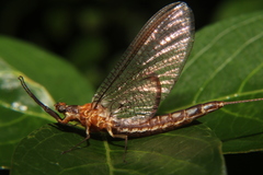 Hexagenia bilineata