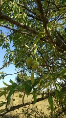 Pyrus syriaca