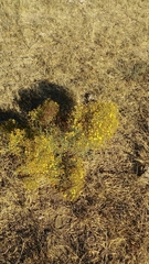 Hypericum triquetrifolium