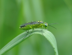 Rhogogaster viridis