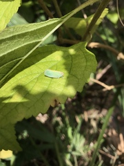 Ormenaria rufifascia