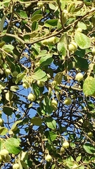 Styrax officinalis