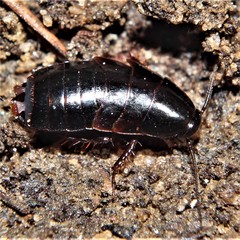 Parcoblatta pennsylvanica