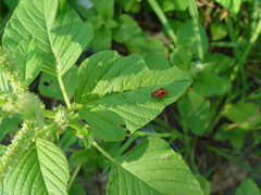 Coptocephala pallens
