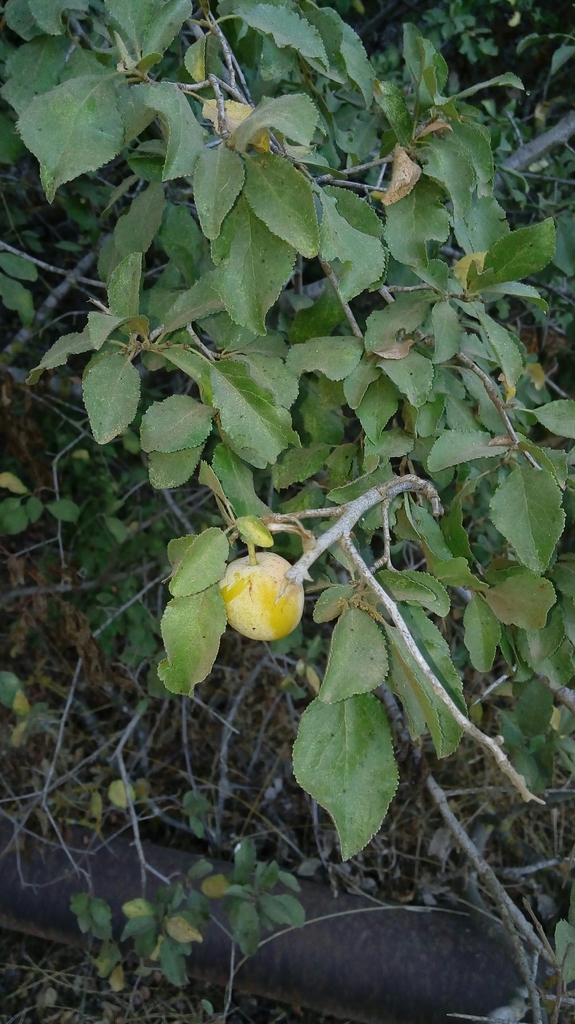 Bear's plum