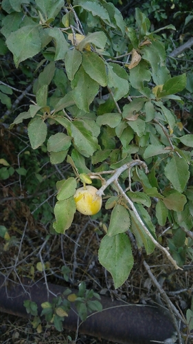 Prunus ursina Kotschy ex Boiss.