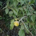 Prunus ursina - Photo (c) עומר וינר, algunos derechos reservados (CC BY-NC), uploaded by עומר וינר