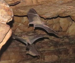 Rousettus aegyptiacus