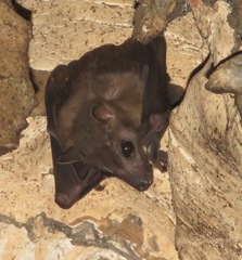 Rousettus aegyptiacus
