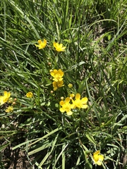 Ranunculus alismifolius