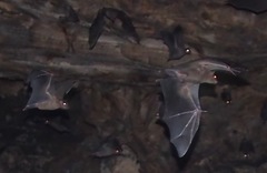 Rousettus aegyptiacus