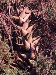 Aloe distans