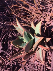 Aloe distans