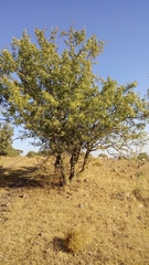 Pyrus syriaca