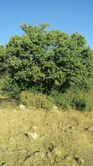 Styrax officinalis