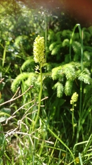 Tofieldia calyculata