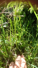 Tofieldia calyculata