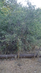 Prunus ursina
