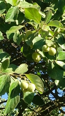 Styrax officinalis