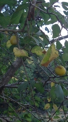 Prunus ursina