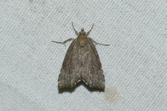 Cutina albopunctella