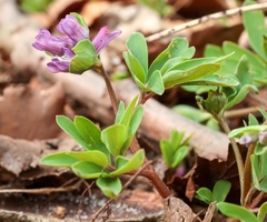 Corydalis intermedia