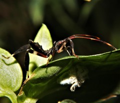Acanthocephala declivis