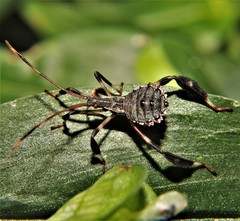 Acanthocephala declivis