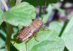 Ectobius pallidus