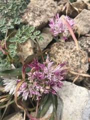 Allium crenulatum