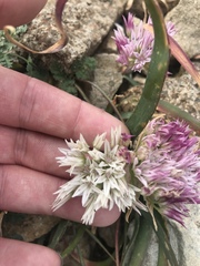 Allium crenulatum