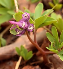Corydalis intermedia