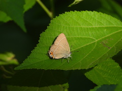 Satyrium eximia