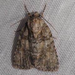 Acronicta modica