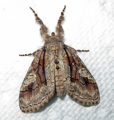 Dasychira obliquata