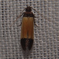 Anacampsis coverdalella