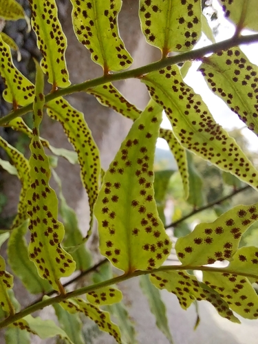 Image of Cyrtomium laetevirens by (c) Catherine Faber, some rights reserved (CC BY)
